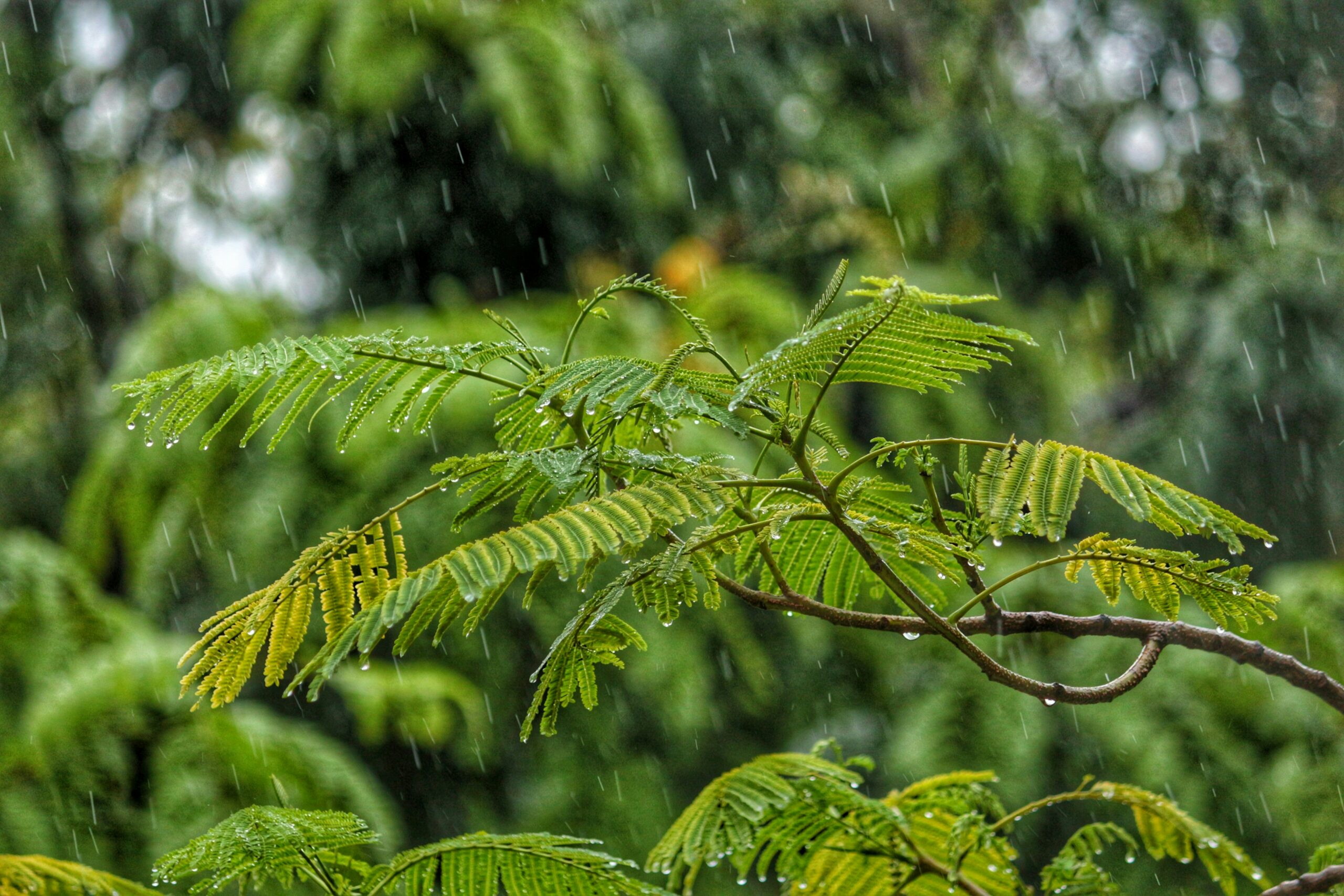 la saison des pluies au costa rica