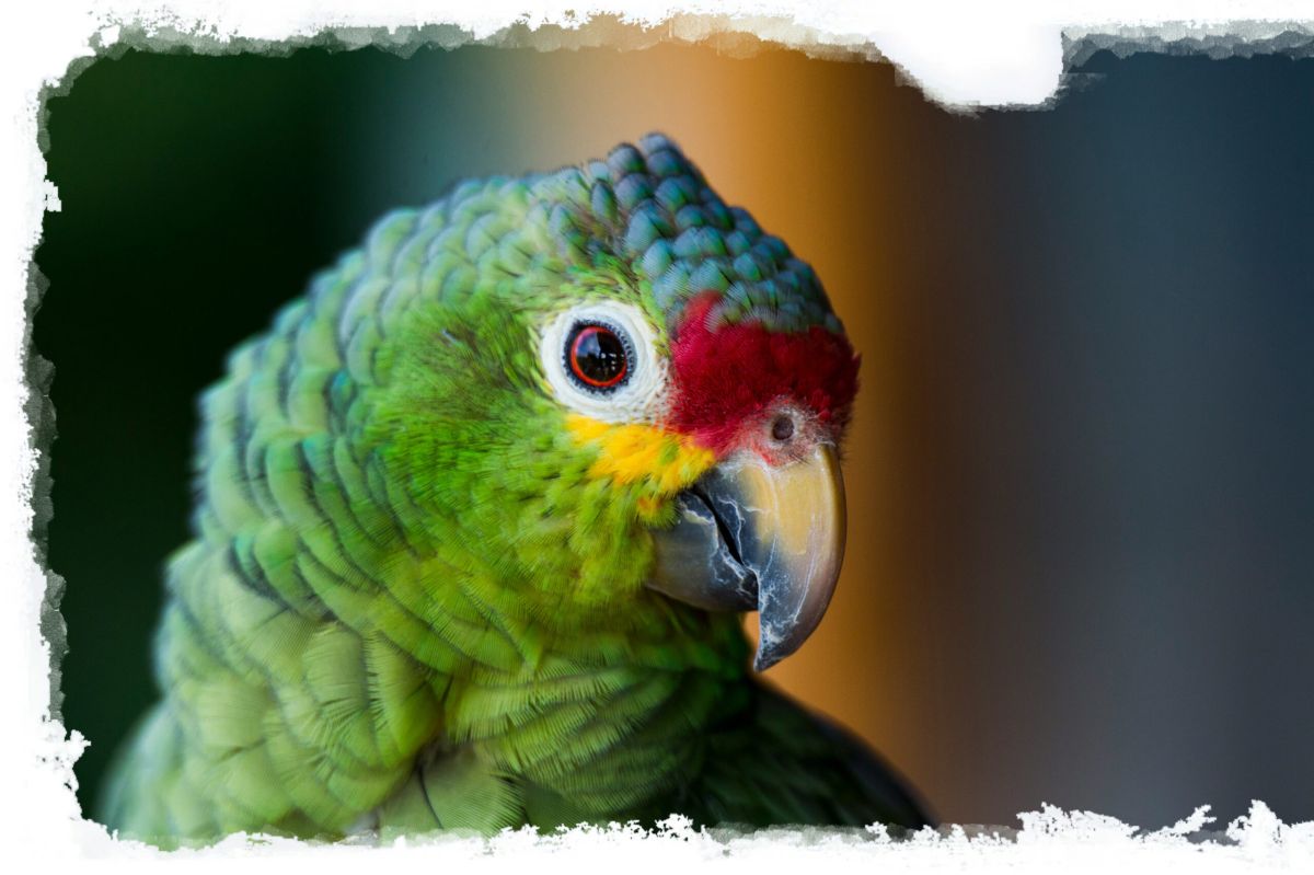 nature exhubérante au costa rica