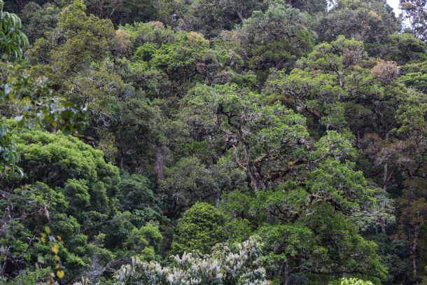 Forêt de la cordillère de Talamanca